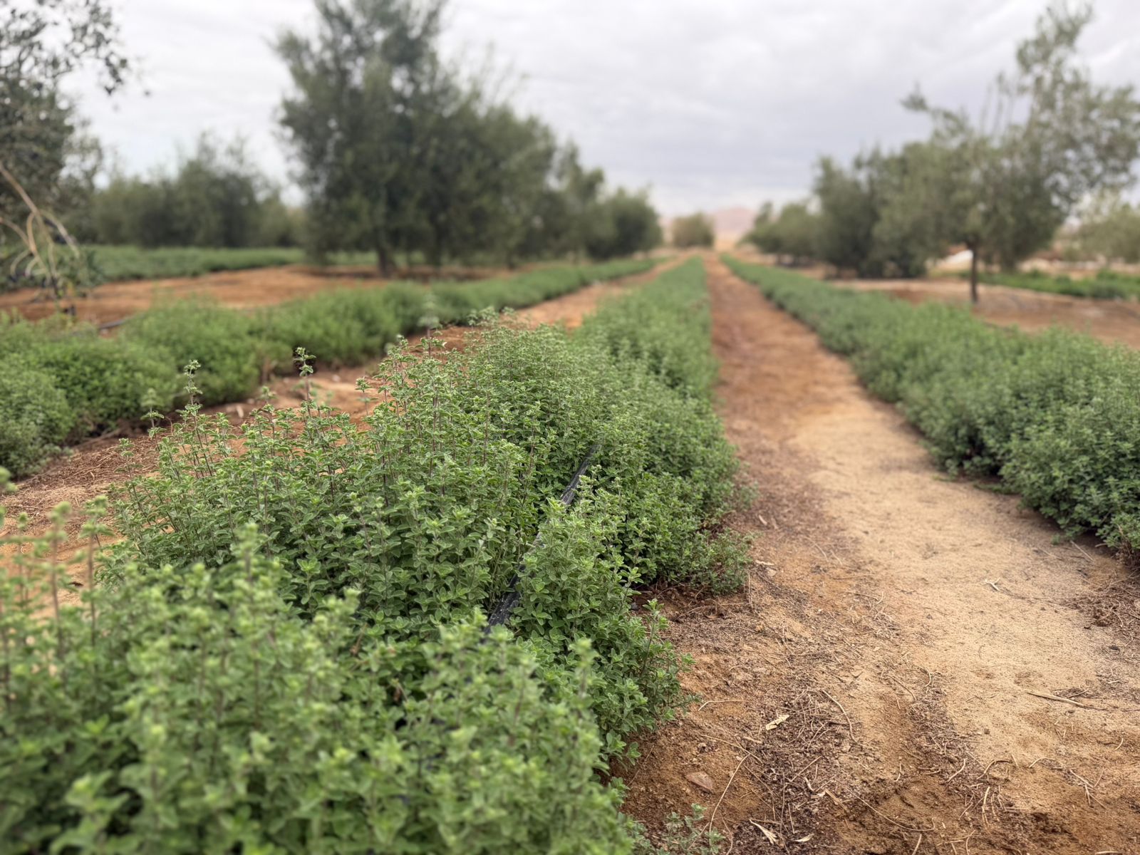 campos de oregano