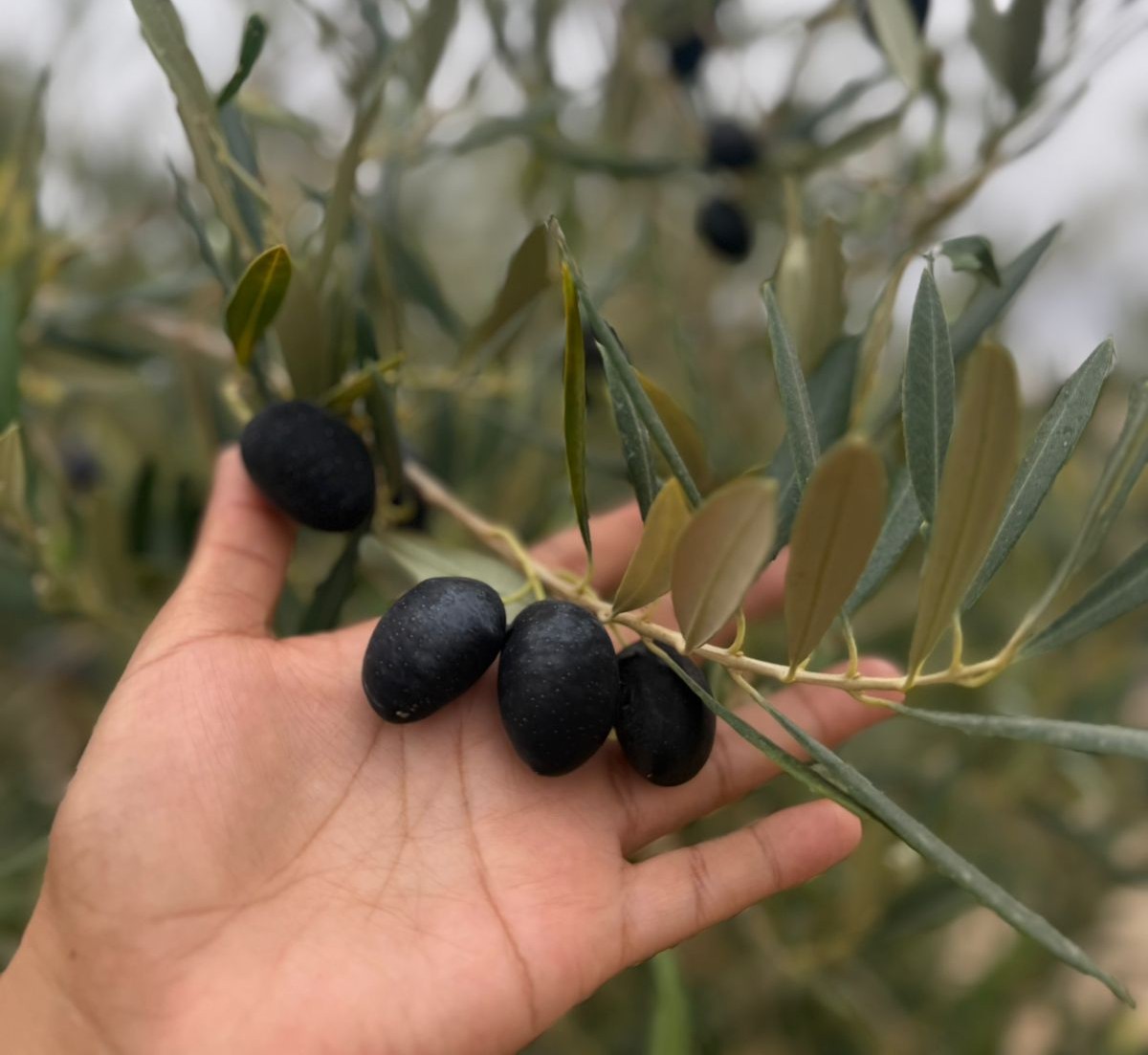 Aceituna