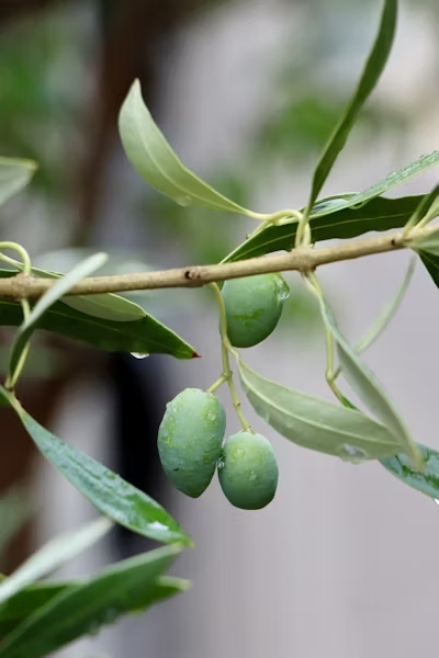 Aceituna Verde